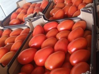Venderé tomates pera a cubierto. Embalado en caja de