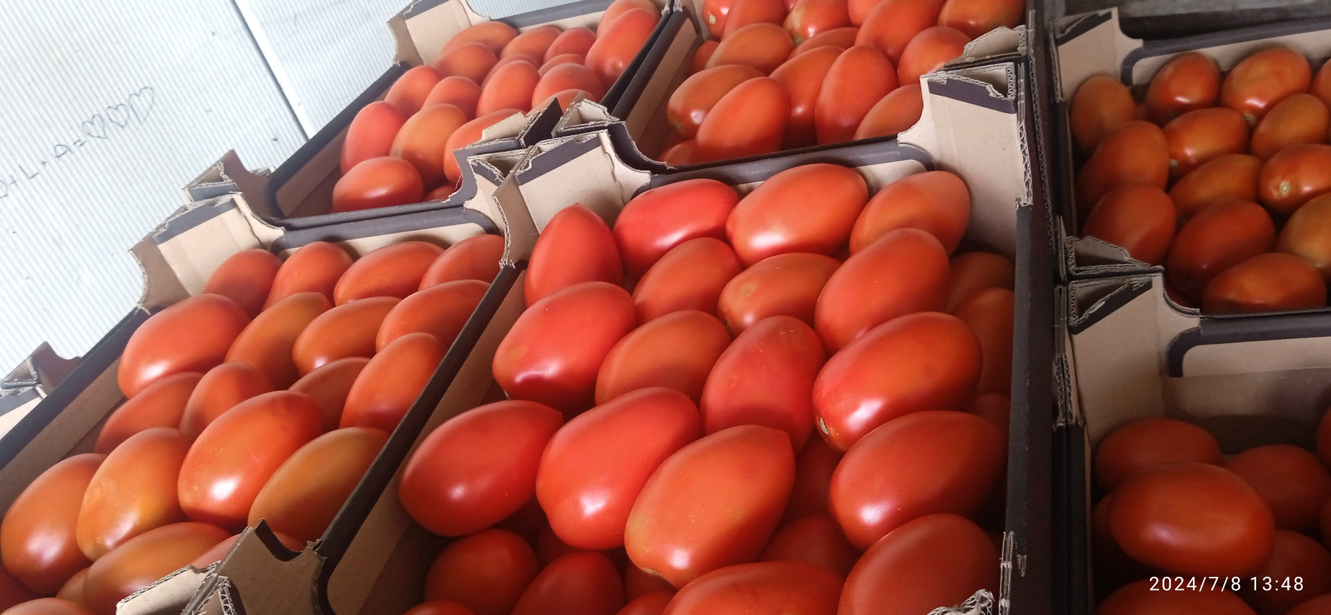 Venderé tomates pera a cubierto