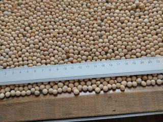 Se venden guisantes amarillos, posible entrega DAP, cantidad 2000-2500