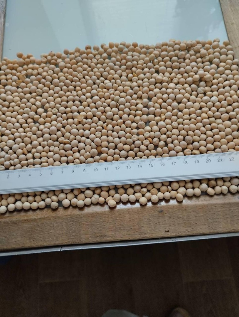 Se venden guisantes amarillos, posible entrega DAP, cantidad 2000-2500 toneladas, precio entre 307 y 325 USD FCA Existen todos los análisis necesarios, origen