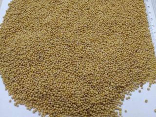 Mostaza blanca a la venta 1000t. Origen Moldavia. Podemos