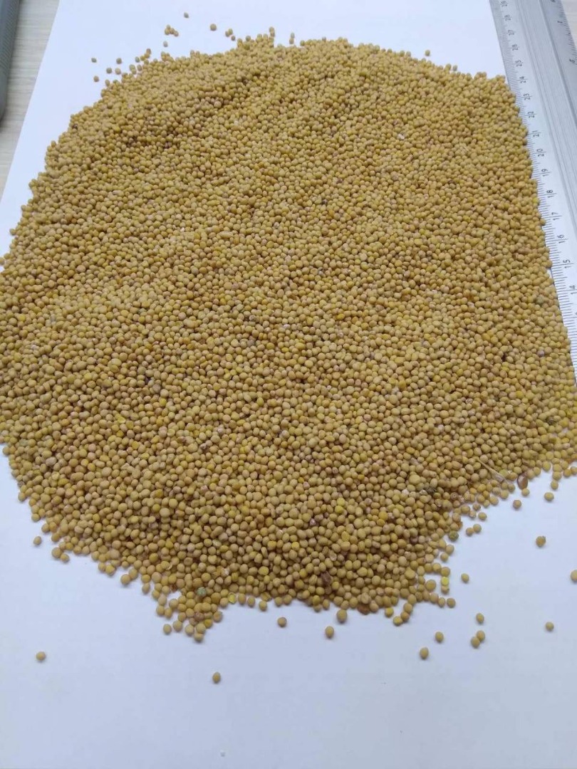 Mostaza blanca a la venta 1000t