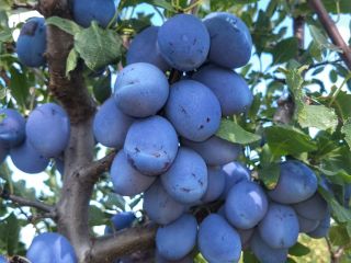 La explotación agrícola Voce Ciric Gola Glava produce desde