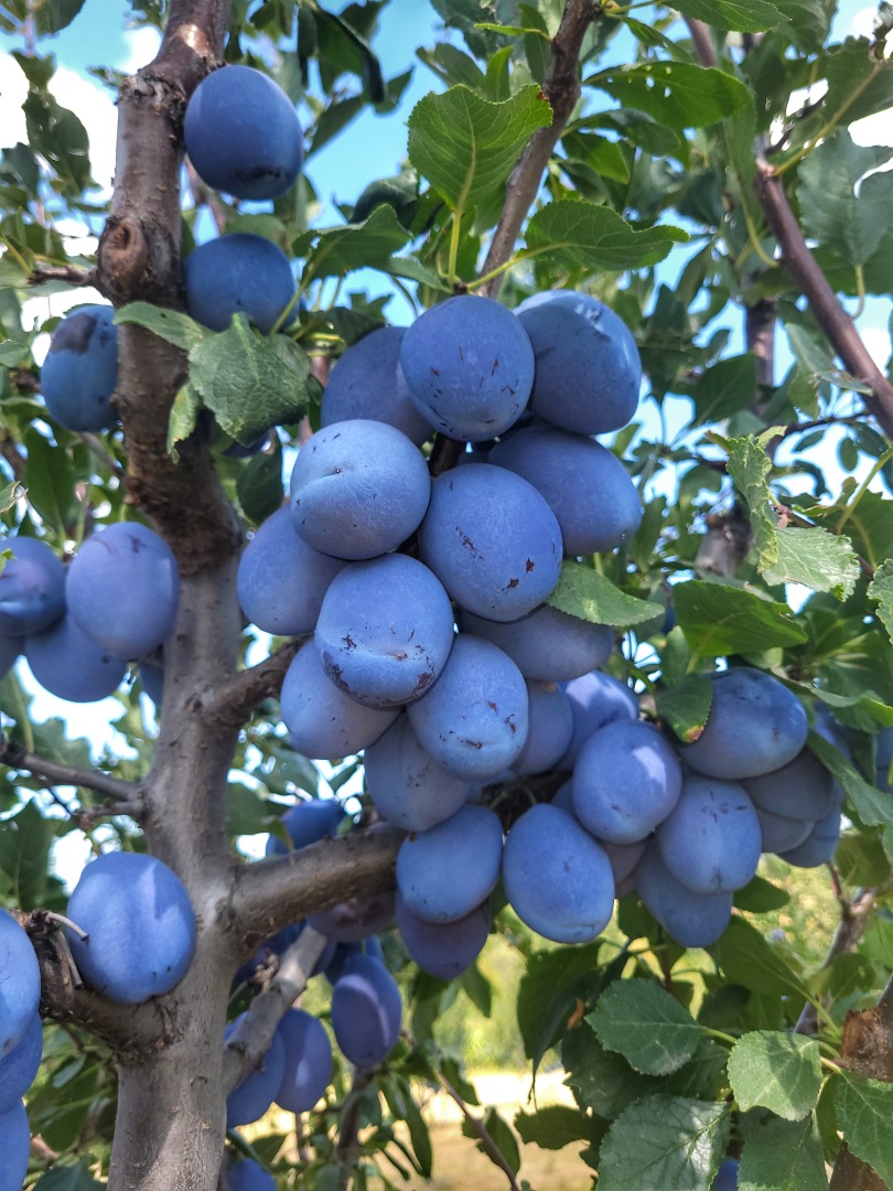 La explotación agrícola Voce Ciric Gola Glava produce desde hace años varios tipos de frutas, entre ellas las ciruelas