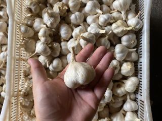 Venta de ajetes tiernos, cortados cortos o en trenzas.