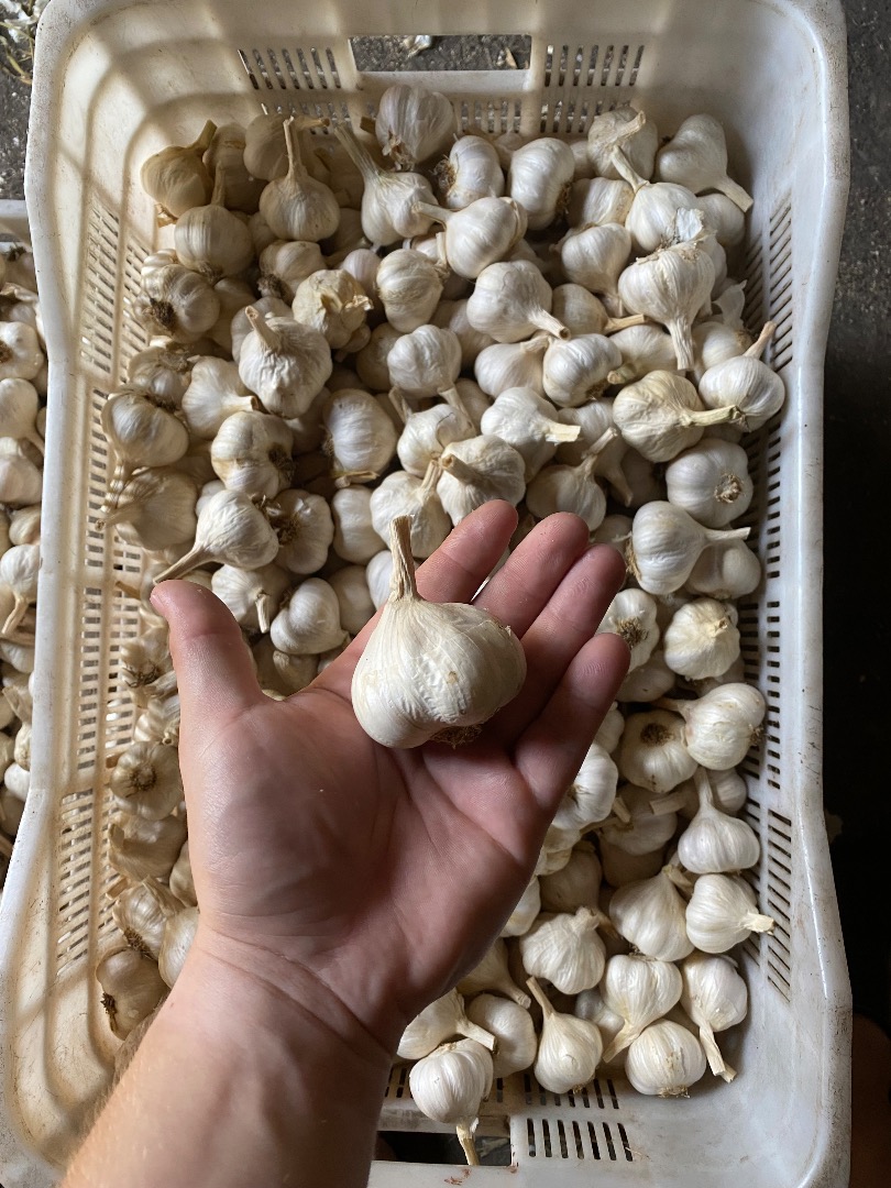 Venta de ajetes tiernos, cortados cortos o en trenzas