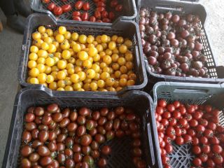 Tomates cherry en la mezcla. La cantidad ofrecida es