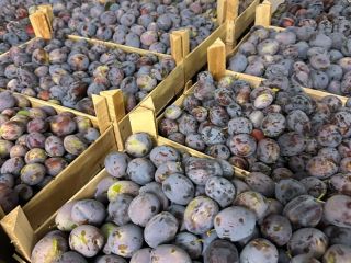 Empresa rumana vende ciruelas originarias de la República de