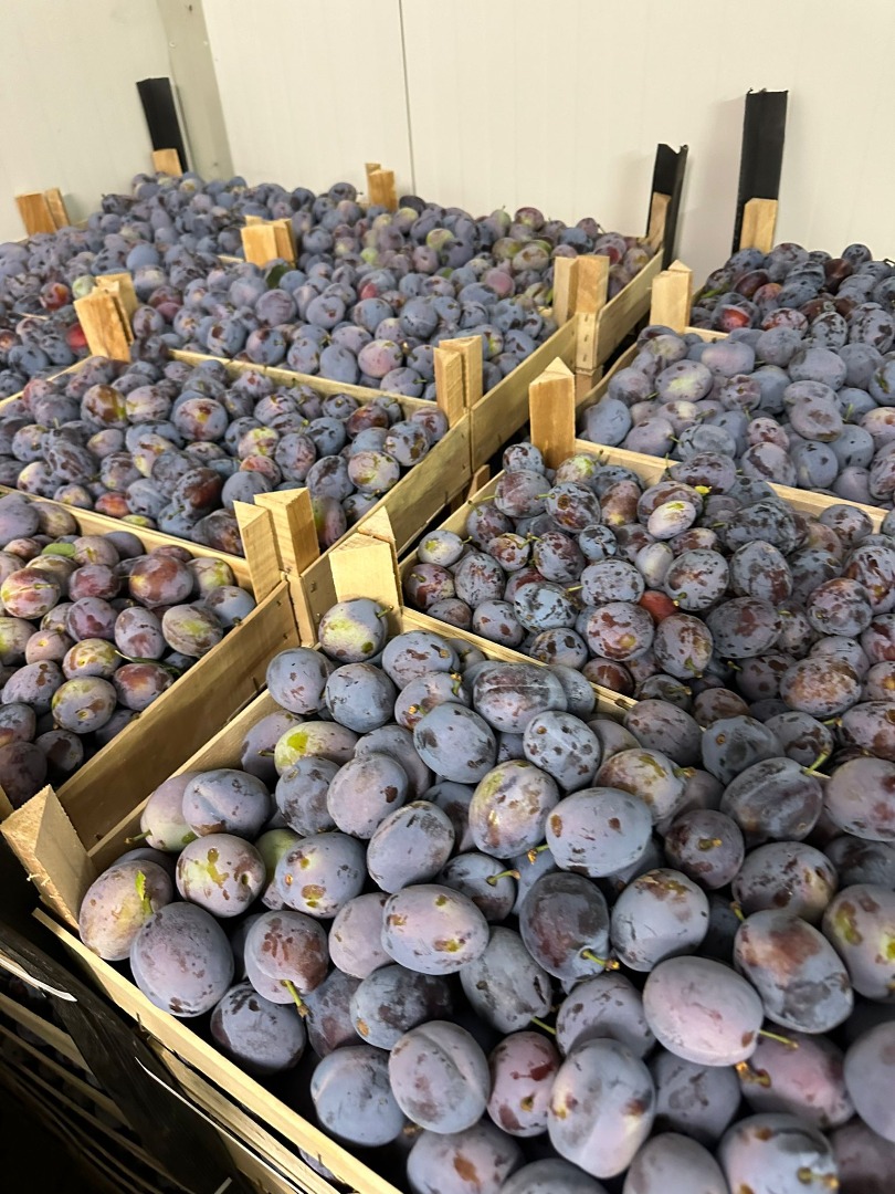Empresa rumana vende ciruelas originarias de la República de Moldavia con todos los certificados Precio 0,80 céntimos de euro por kilo entregado en Polonia