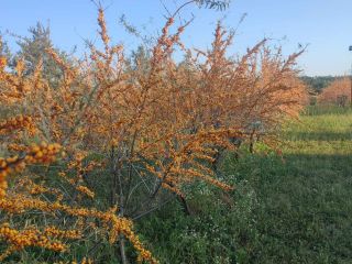 Se vende espino amarillo ecológico 15 toneladas.