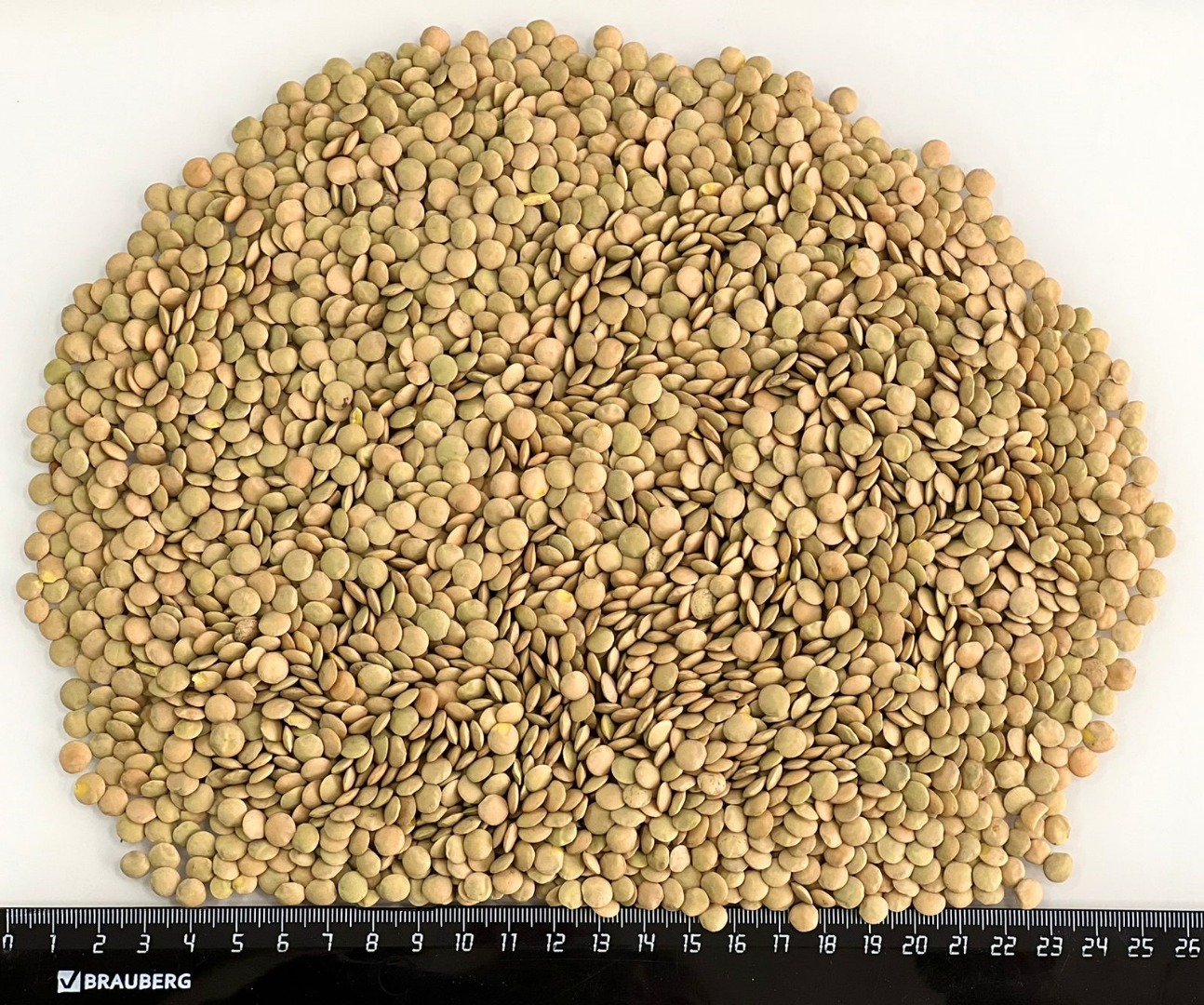 Nuestra empresa Ingran BV se especializa en el comercio de semillas oleaginosas, cereales y legumbres de la más alta calidad en toda Europa y también está