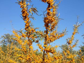 Espino amarillo ecológico a la venta 15 toneladas