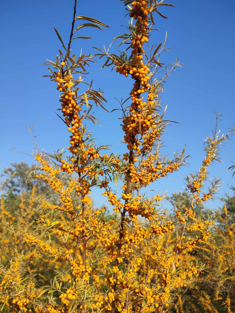 Espino amarillo ecológico a la venta 15 toneladas