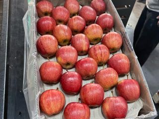 Somos una empresa exportadora de manzanas de Polonia, te