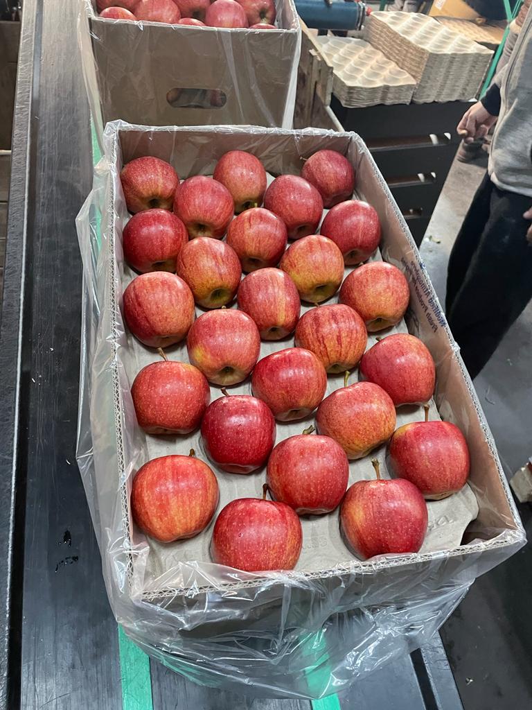 Somos una empresa exportadora de manzanas de Polonia, te invitamos a cooperar con la nueva temporada 2024/2025