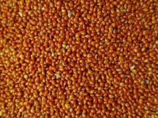 Venderé mijo rojo destinado a alimentación, ideal para aves