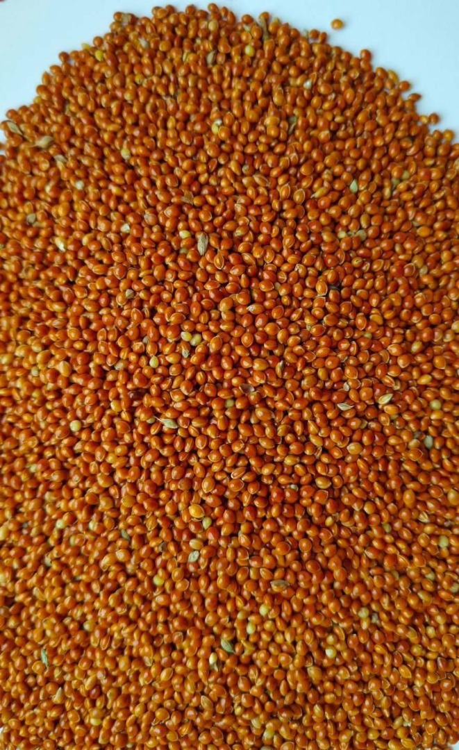 Venderé mijo rojo destinado a alimentación, ideal para aves a granel y en Big Bags, cantidades enteras en camión