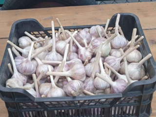 Ajo Harnaś a la venta, precio: 0,50-1 PLN por