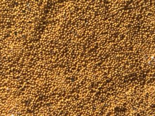 Brassica juncea; Semillas de mostaza oriental y otros tipos