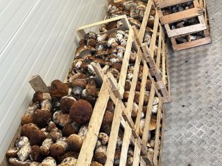 La temporada de cosecha ha comenzado. Producto ecológico. Podemos