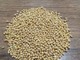 Vendo mijo ucraniano de calidad, 300 toneladas.