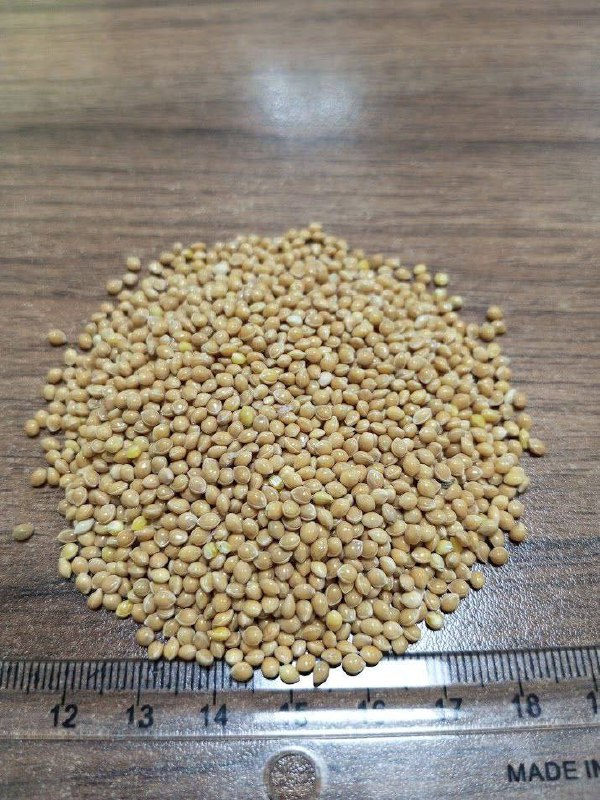 Vendo mijo ucraniano de calidad, 300 toneladas
