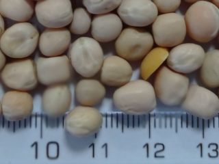 hay disponible nueva cosecha de guisantes amarillos, empaque y