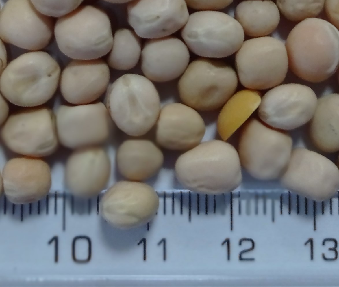 hay disponible nueva cosecha de guisantes amarillos, empaque y condiciones de entrega a pedido