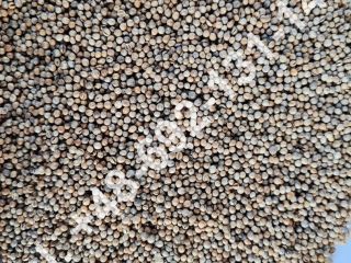 Venta de cilantro en grano Pureza - 99,20% El