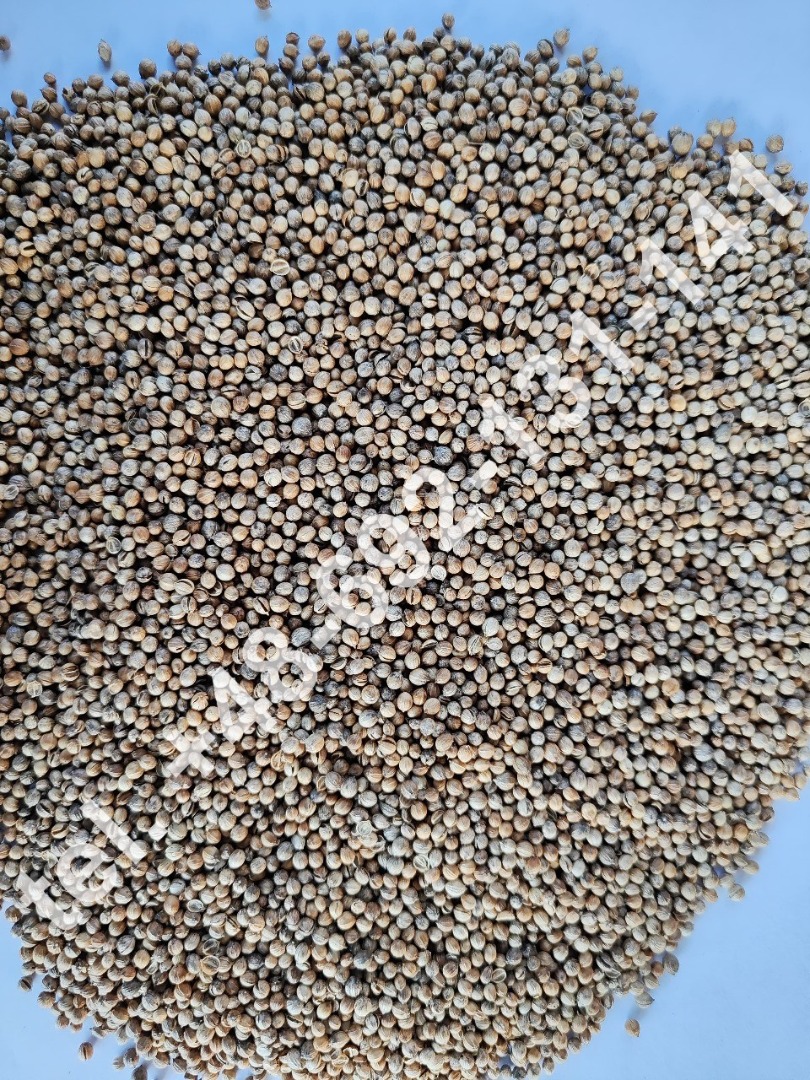 Venta de cilantro en grano Pureza - 99,20% El precio incluye el transporte de Białystok a Łódź