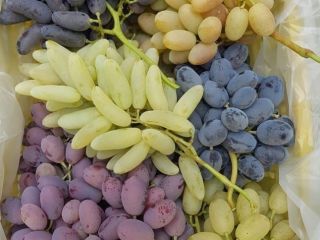 Uvas frescas de todo tipo para exportación desde Uzbekistán