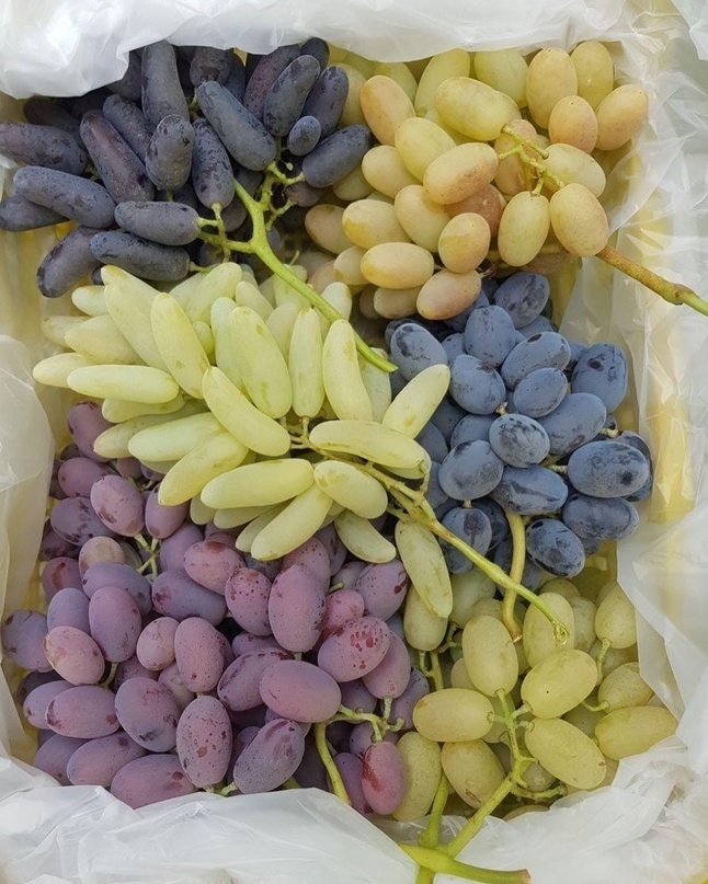 Uvas frescas de todo tipo para exportación desde Uzbekistán con vuelo (aire), exportación de todo tipo de productos agrícolas, frutas, verduras, hierbas