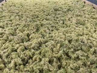 Ofrezco Sambuchi nigri, Allium ursinum, Artemissia abrotanum herba. Pregunte
