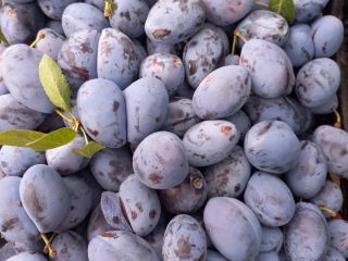 Vendo una variedad de ciruela azul "Stanley" de mi