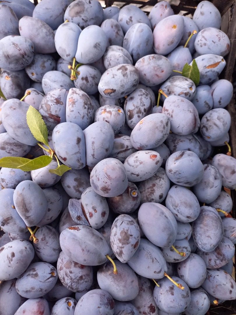 Vendo una variedad de ciruela azul "Stanley" de mi propia producción