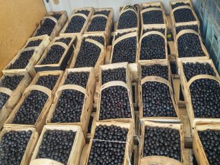 Se vende Arón. Recogemos la fruta a mano por