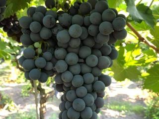 Vendo lotes de uva de alta calidad para la