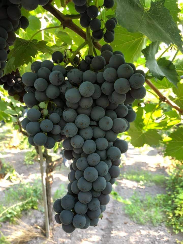 Vendo lotes de uva de alta calidad para la cosecha 2024