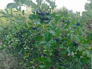 Bayas de aronia orgánicas certificadas. Producto de alta calidad.
