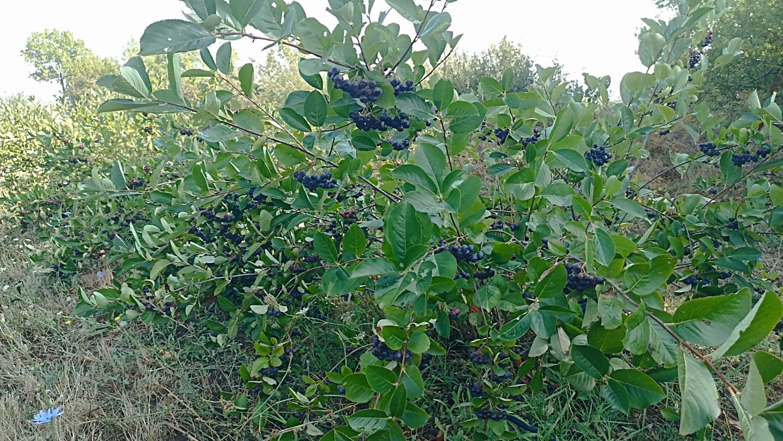 Bayas de aronia orgánicas certificadas