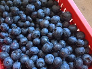 Arándanos de nuestra propia plantación, variedad Bluecrop. El fruto