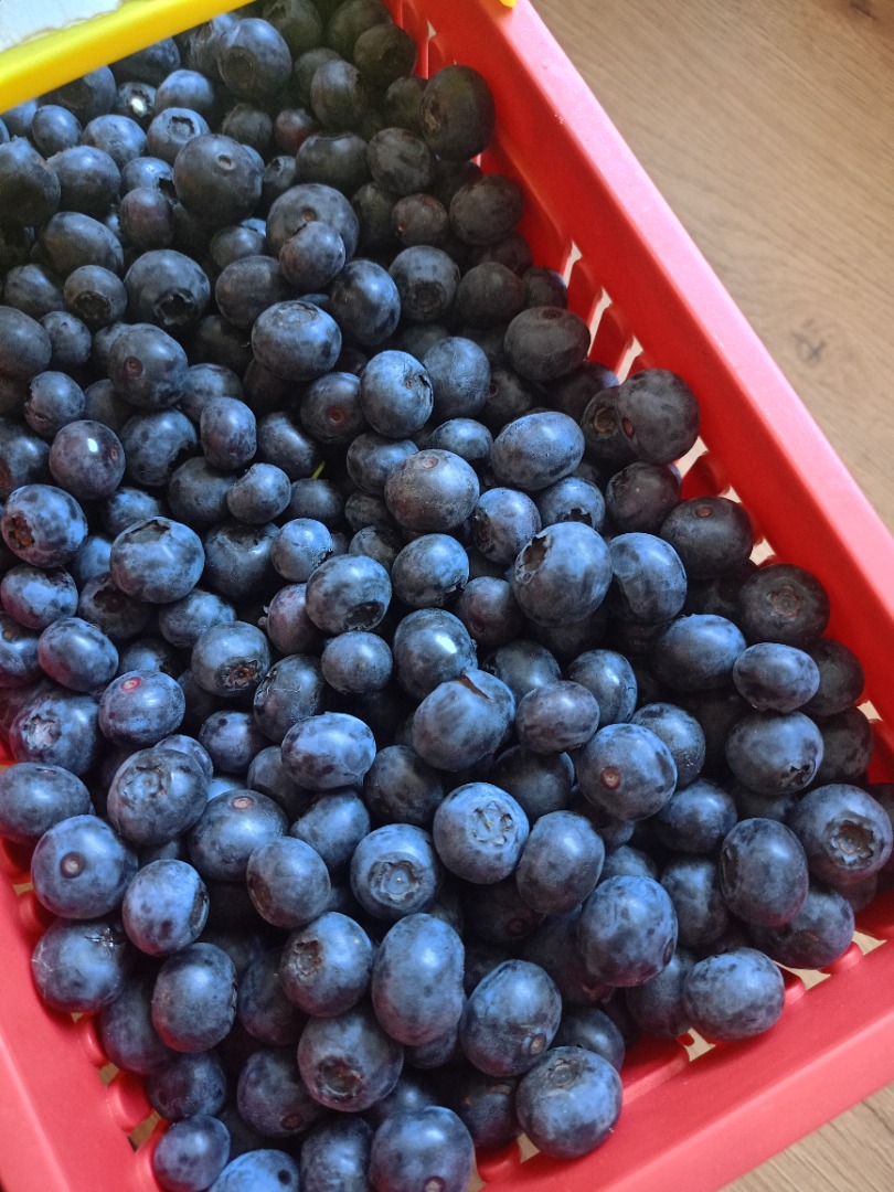 Arándanos de nuestra propia plantación, variedad Bluecrop