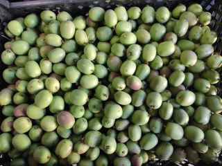Venderé Mini Kiwi duro, producto polaco. Precio a granel