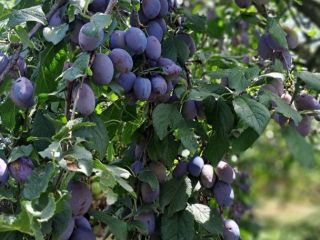Vendo 20 toneladas de ciruelas autóctonas de Cačan en