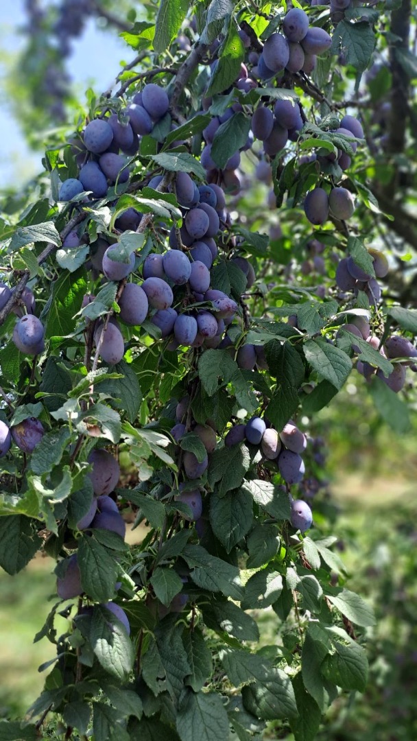 Vendo 20 toneladas de ciruelas autóctonas de Cačan en un entorno ecológico a 700 m sobre el nivel del mar desde mi huerto