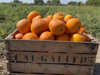 Mayorista de calabazas de Halloween de varios pesos desde
