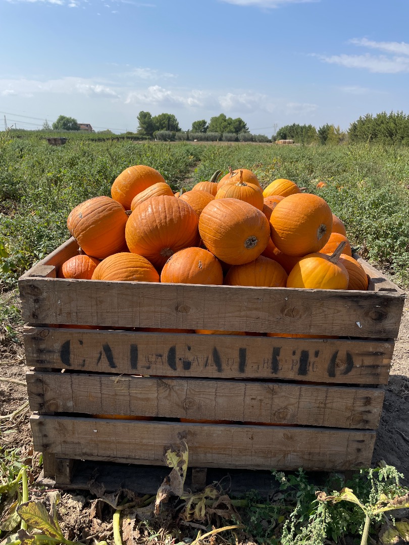 Mayorista de calabazas de Halloween de varios pesos desde finales de septiembre