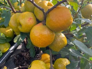 Venderé membrillos de frutos grandes. Frutos grandes y muy