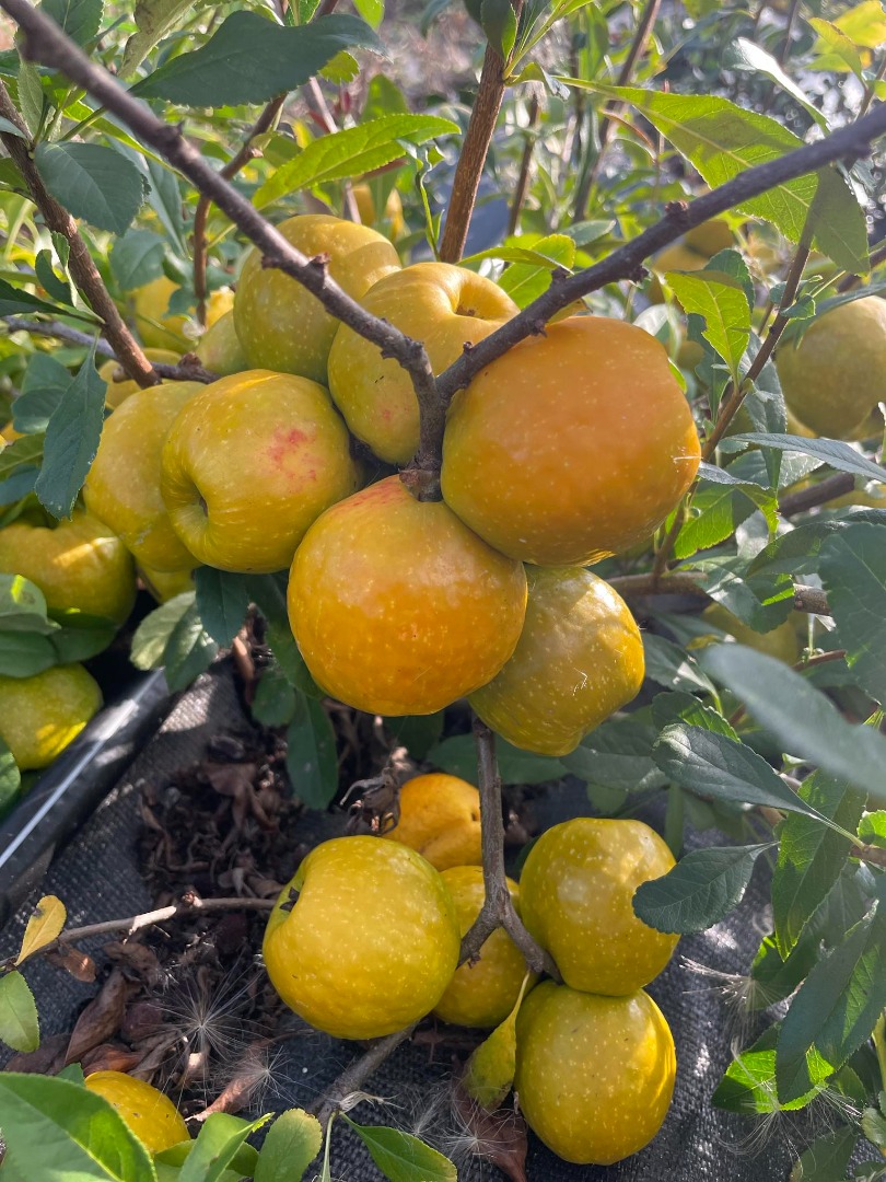 Venderé membrillos de frutos grandes
