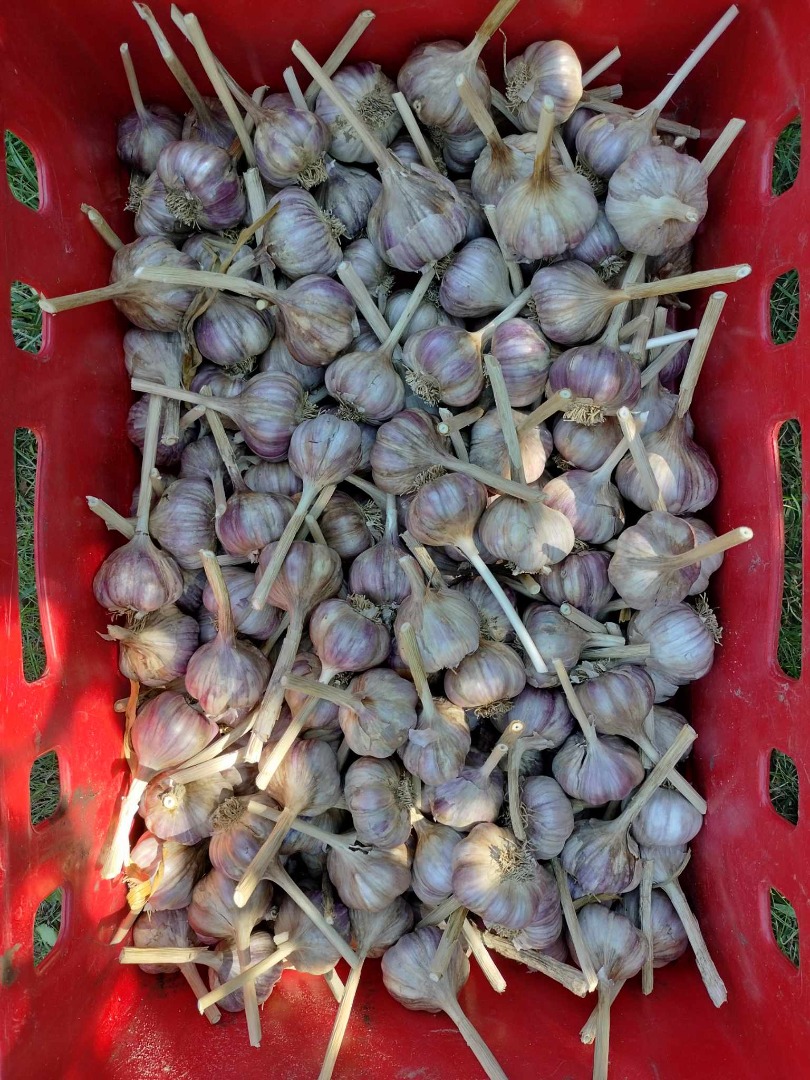 Hola, vendo ajo polaco, variedad Harnaś, de la cosecha de este año